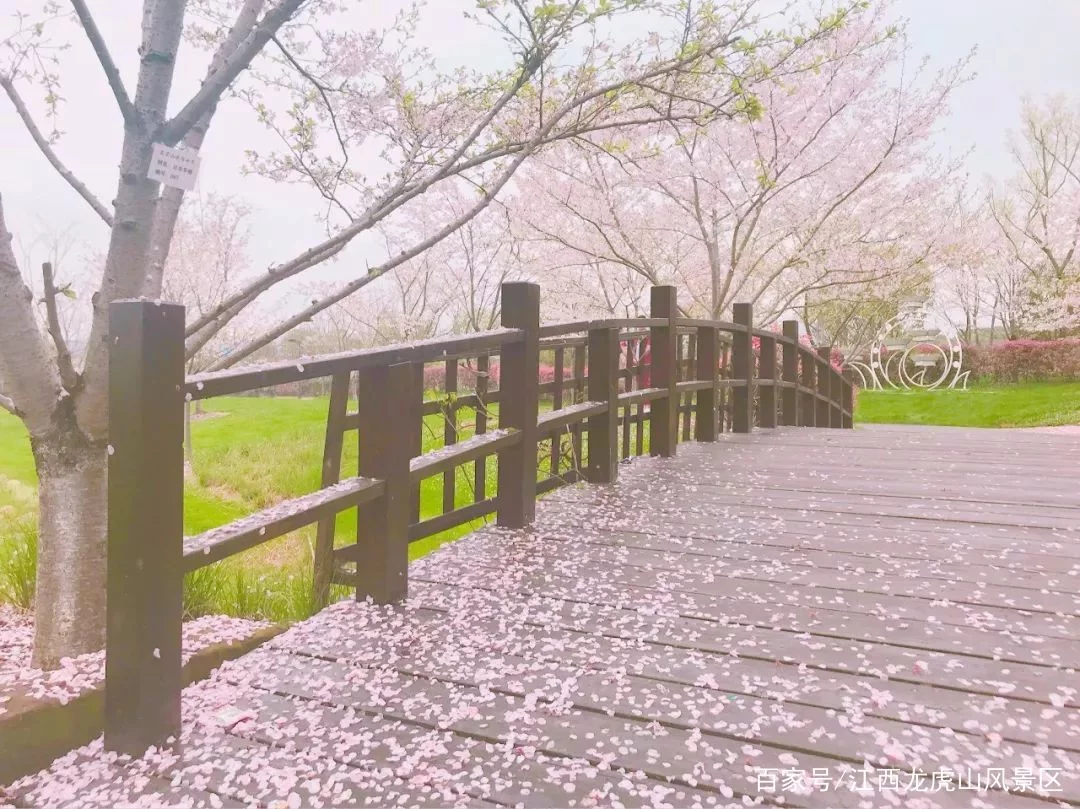 「龙虎山向全国游客免门票」千亩郁金香+十里桃樱浪漫花海等你来