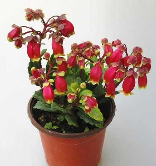  『肉花』萌萌的多肉花，这种花叫宫灯花，开花时一株挂上百个“灯笼”