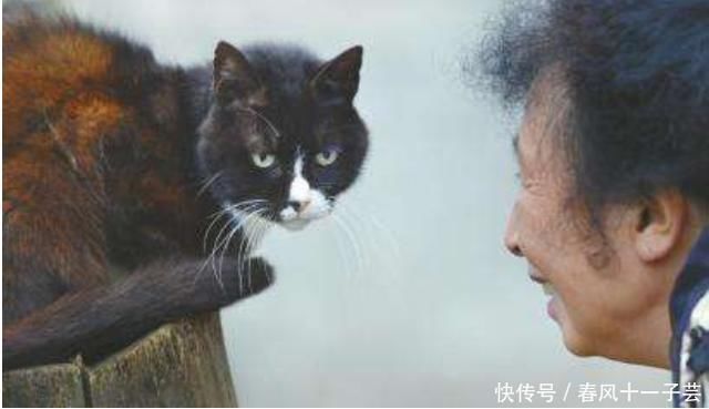 人去世时,为啥不能让猫接近尸体,不是迷信,有科学依据!-大新乡-新乡市门户网站