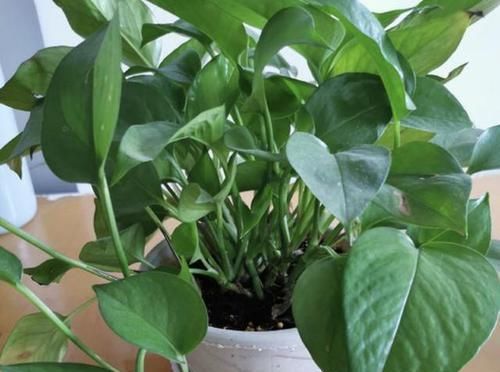  『植株』给绿萝、长寿花浇水，多做“1件事”，植株1个月旺盛，容易爆盆！