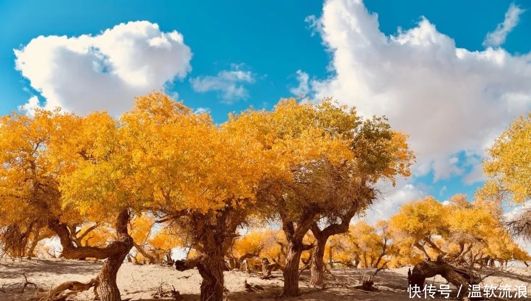 额济纳的秋——三千年的守望，只为等待你的到来