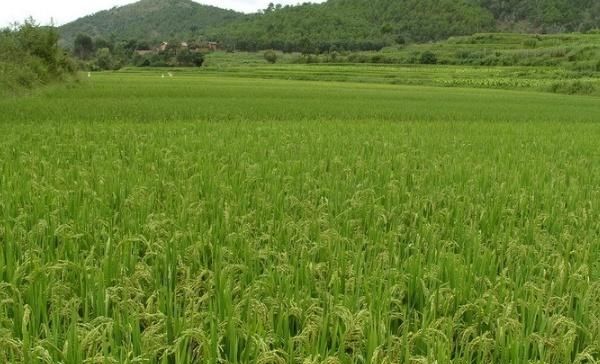  品种就■水稻里的品种，杂交水稻与自交水稻的区别，一起来看看！