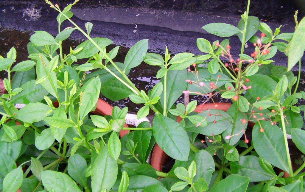  「看起来」农村一种植物野草，农民地里多，看起来很平凡，殊不