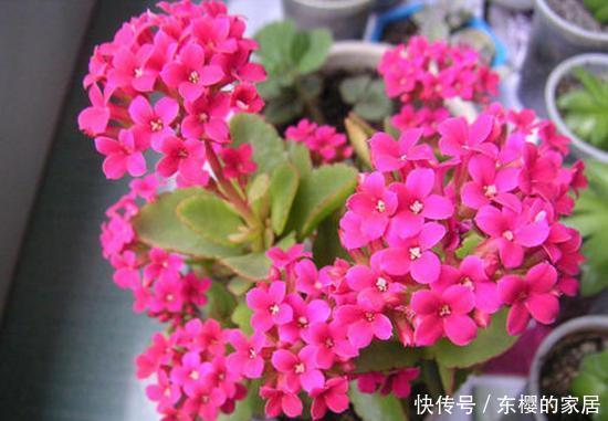 #杀菌消毒#养花先养根,一种“紫色溶液”效果好,平时滴一滴还能延长花期