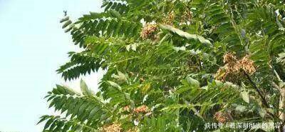 农村有一种野树，树皮树叶皆能抗癌，却被砍来烧！