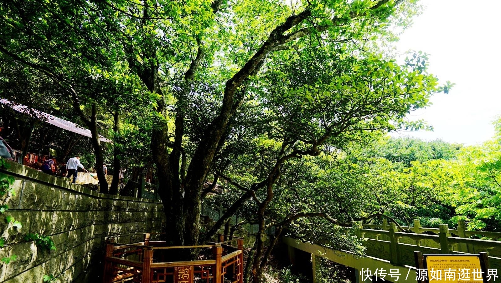  [树木]世界上最“孤独”的树，全世界仅中国有1棵