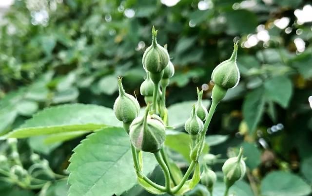  [家里]三月, 家里的植物