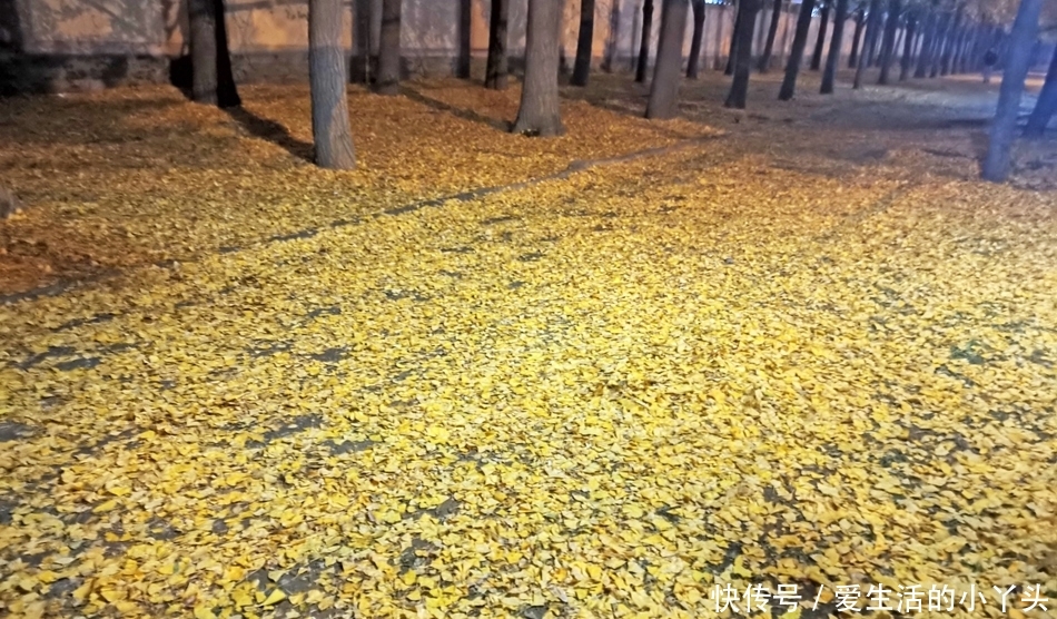 夜晚走进没有游人的钓鱼台银杏林，金色的银杏大道，落叶缤纷醉美