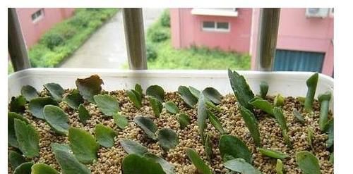  「盆栽」以下4种花，只捡一片叶子就能长爆一大盆，不用再买盆栽了