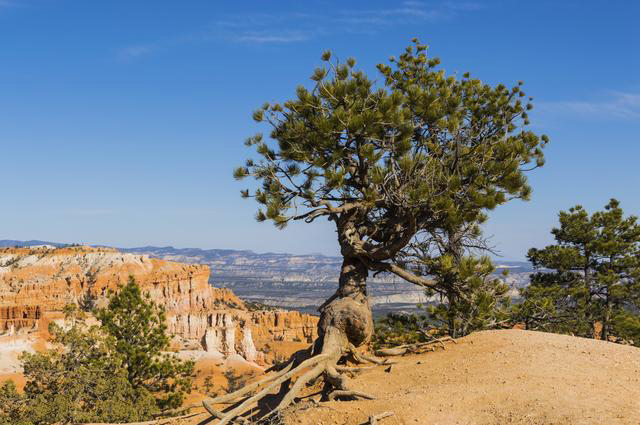 一颗树活了4000多年,被称为世界上最古老的数,却遭遇了砍伐