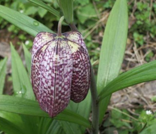  [人称]山坡一野草，晒干了192元一两，人称“贝母”，遇见别忽视