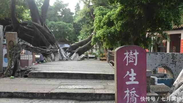 国内一棵奇特的古树，有300多岁，存活在闹市中，还成了一座桥！