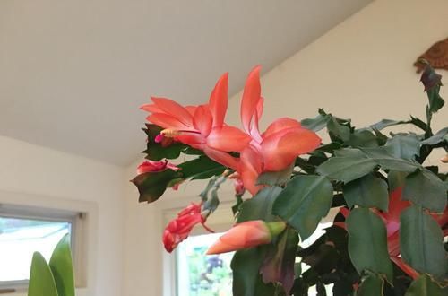  『散射光就能』给很少光照就能开花的8种盆栽植物，养在室内窗台边就能开花