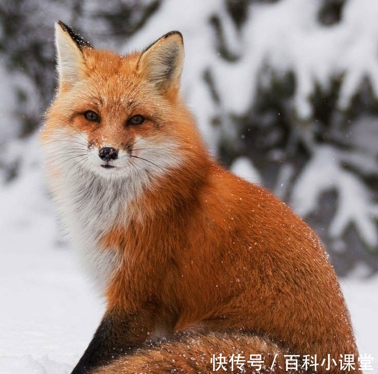 大兴安岭雪地惊现火狐狸,神话中的红色精灵穿越了?