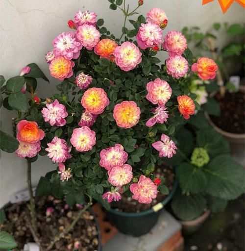  #值得#一树多色花，全年开不停，漂亮又好养，这款盆栽绿植，很值得拥有