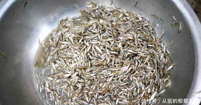 渔民用“地笼”捕捞这种鱼来卖，每盆要有数万条，太狠！