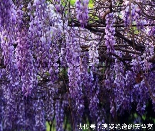 迷人|花期可达200天!花朵漂亮迷人,庭院再小也得种