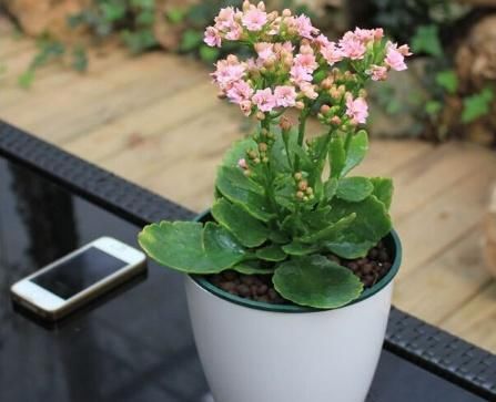 「植物」只需“2个”小动作,长寿花花苞再多一倍,枝芽呼呼“冒不停”