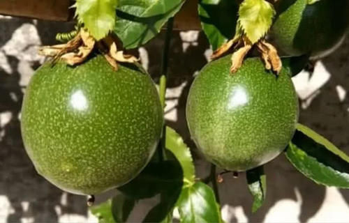 这种野果一斤上百元，以前农民当它是零食，如今成为农民赚钱新宠