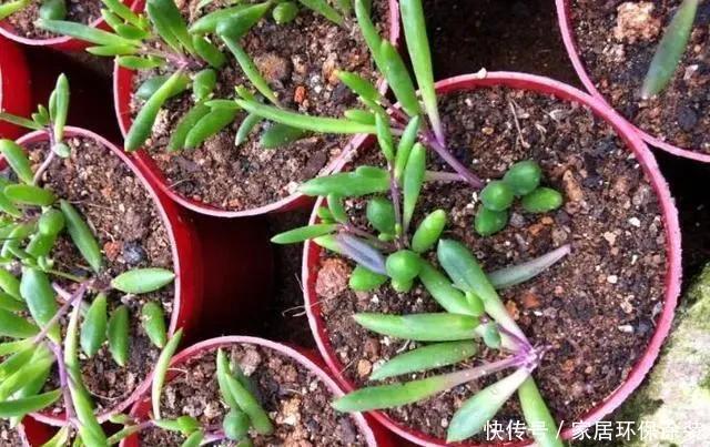 阳光|3月扦插这种花,生根之后就疯长,25天长满盆,叶片独特又漂亮