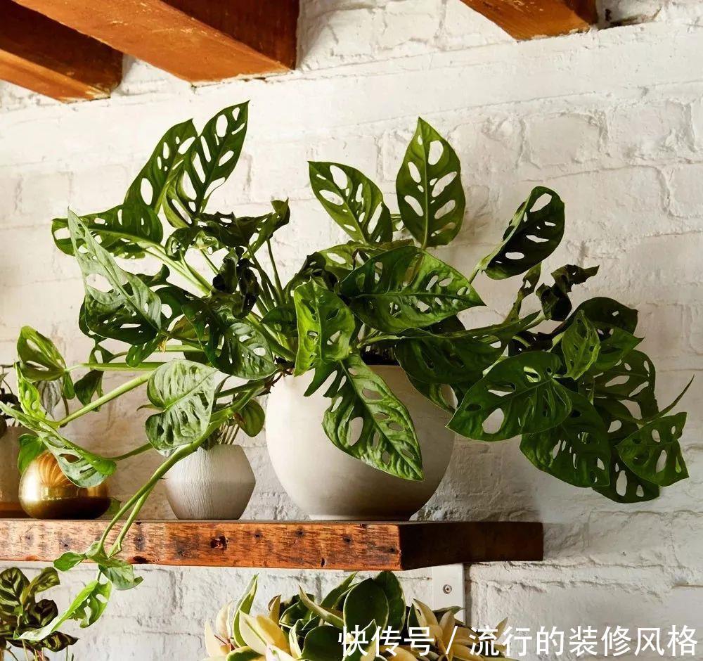 免干燥的空@叶片上长满孔的仙洞龟背竹,初看特别丑,养一段时候后就喜欢了