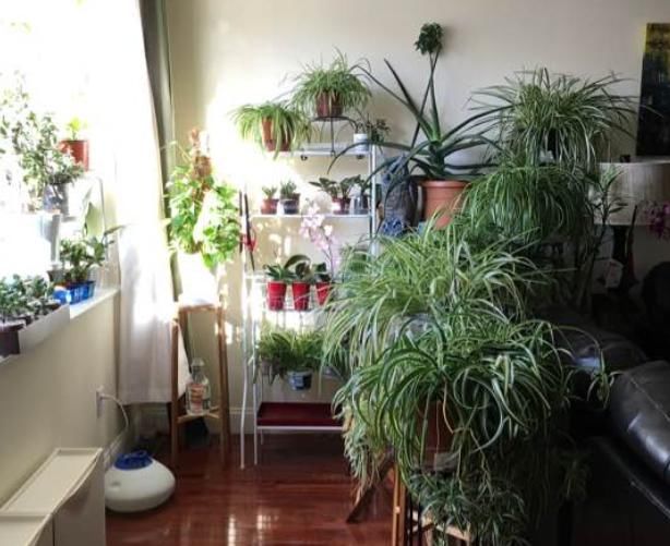  「耐阴」卫生间种花，后果很严重，上厕所都没地方！