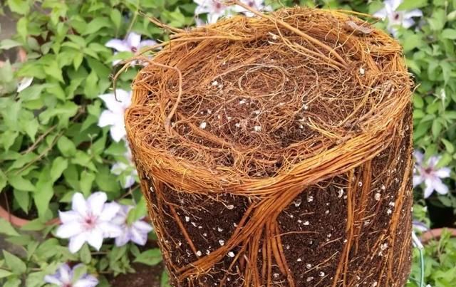  『花期』有院子,一定要养这“7种花”,花量大,花期长,好养又漂亮