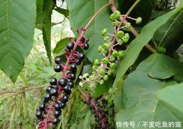  「果实」农村一大恶草，农民见到就砍掉，殊不知根似人参，果实