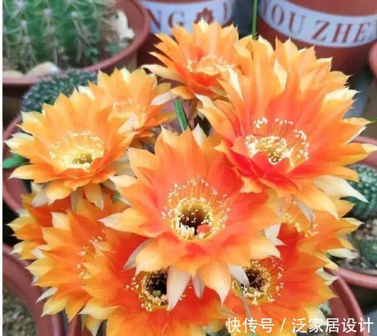 漂亮@“仙人球”开出漂亮花,养对方法才行,养不对,一辈子不开花!