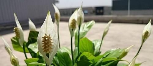  花草■6种“耐阴”的花草，室内光照差，也能旺盛生长，好养又省心！