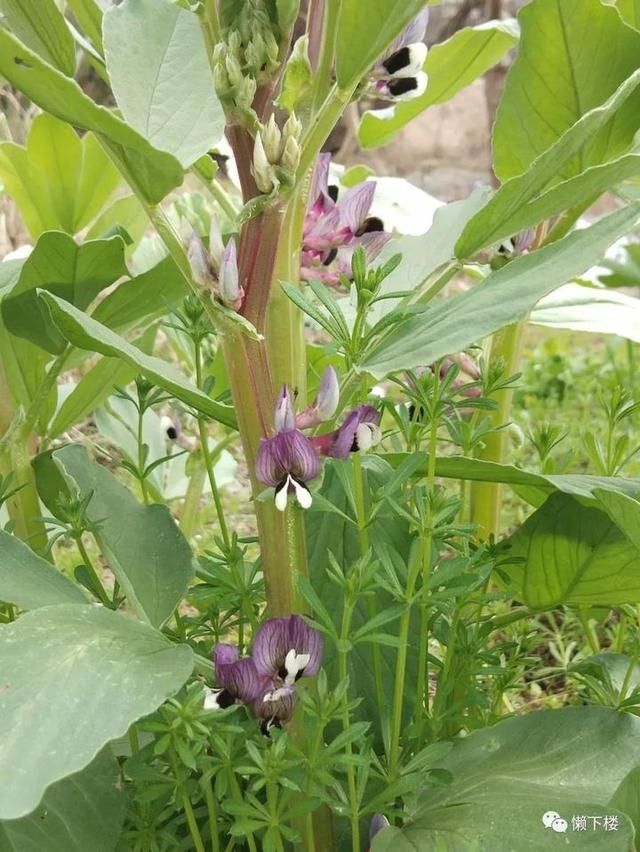  「蚕豆」春春欲动丨缠着火桑的野蔷薇，耳朵很多的蚕豆花，这里的春天很性感
