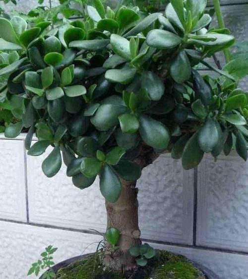  【洒脱】玉树这样养，叶片肥绿，株型洒脱，“玉树临风”，开满花，变老桩