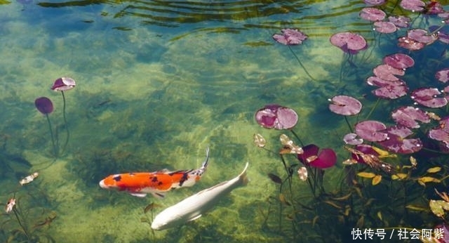 日本一处天然池塘,竟犹如莫奈经典名画,隐匿多年最近才被发现