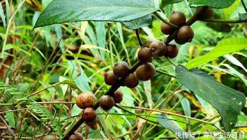  农户：人称“广东人参”，零售50元一斤，农户人工种植，人们却