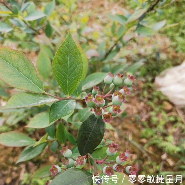 【时节】多肉在美好时节里尽情绽放吧!