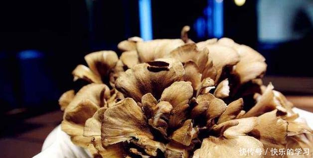 『灰树花』看到树下长着这种“花”,请格外珍惜,晒干后一斤售价上百块!