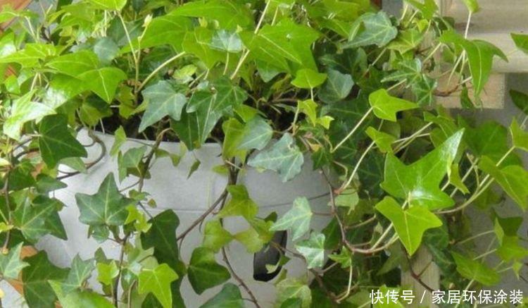  「家里」聪明人都养4种花，养在家里郁郁葱葱,叶色亮绿、生机勃勃
