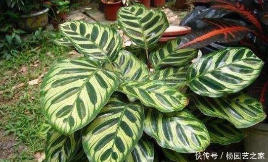 #室内#4种耐阴花,就喜欢见“弱光”,好养又好看,最适合在室内养