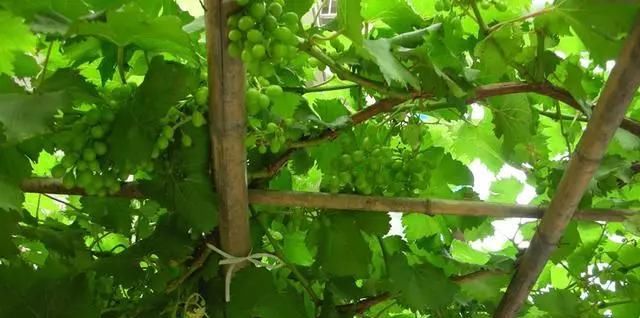  [喜欢]农村菜园，城市小花园，你喜欢哪个