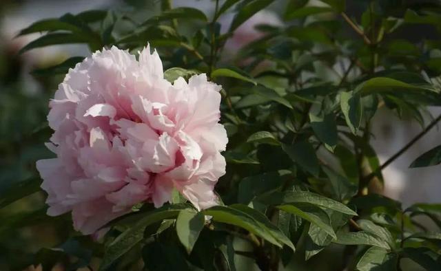  「喜欢」喜欢在家中养护漂亮花卉，就选择花期长，花色艳，开花美的5种花