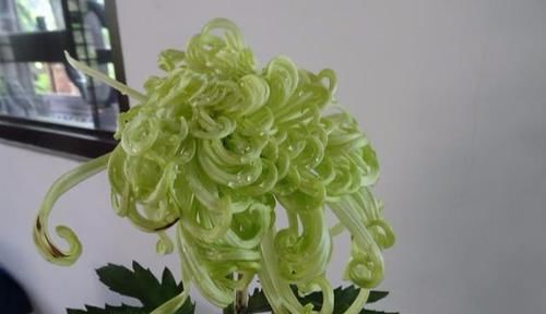  「家里」家里养盆绿菊，花开飘洒飞舞宛如“彩云”，清秀讨人喜