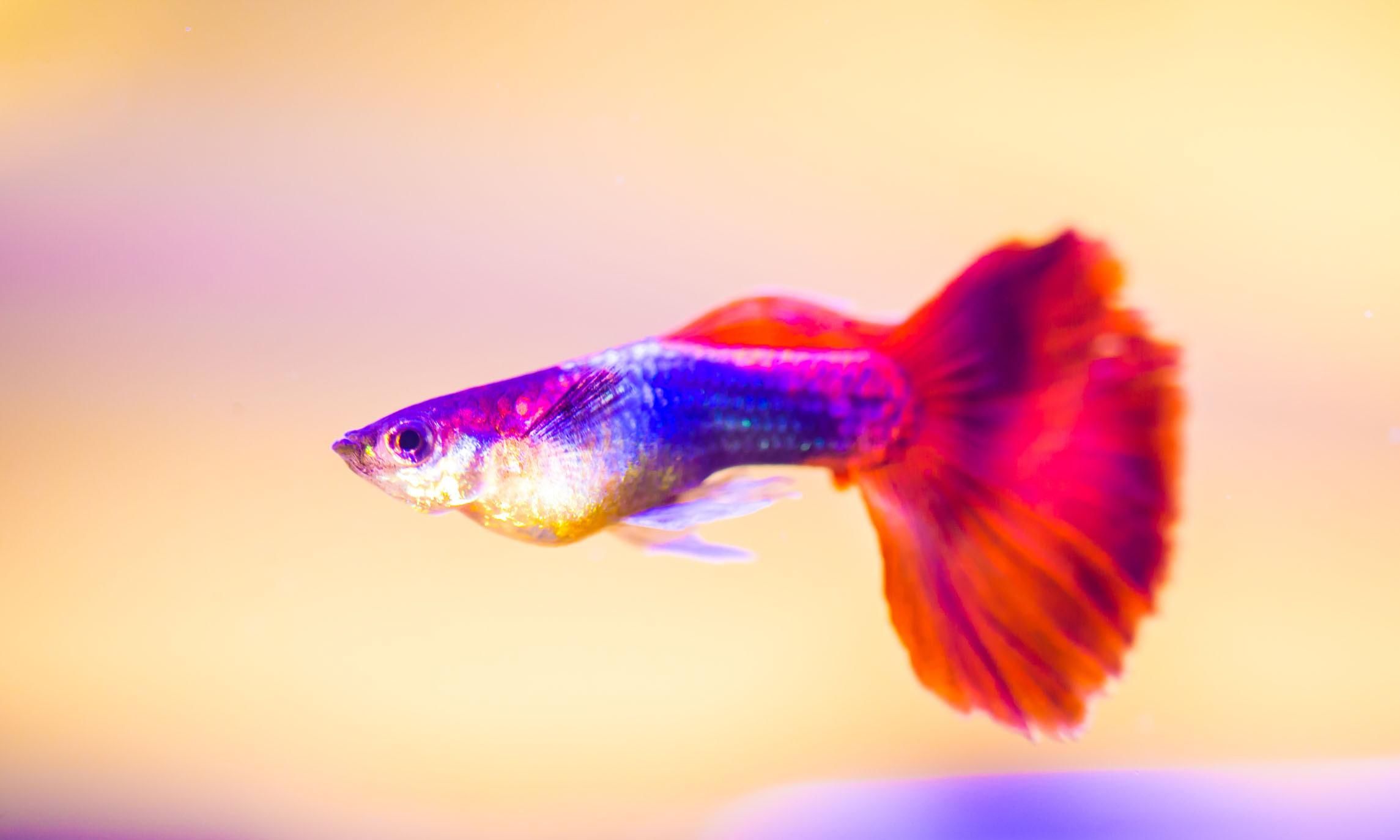  缸水：孔雀鱼夹着尾巴侧游侧翻怎么办？是PH值严重偏离造成的，赶紧换水
