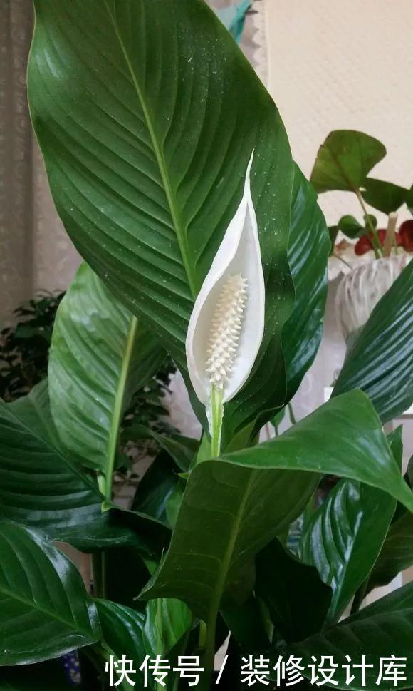  『技巧』养花技巧：一帆风顺开花小，不开花，掌握3点，花开不断养爆盆！