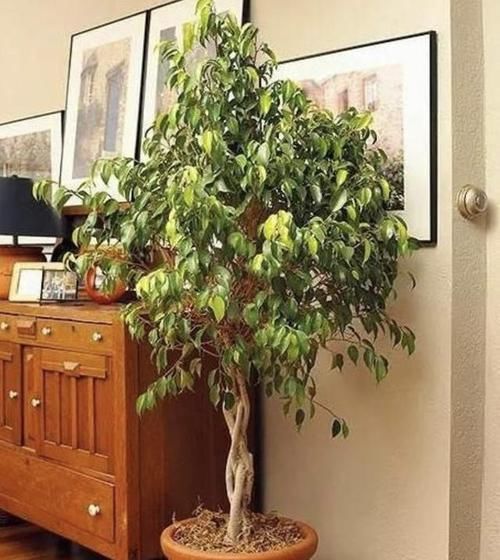  叶榕：家里养了这6种植物，立马变得有品位