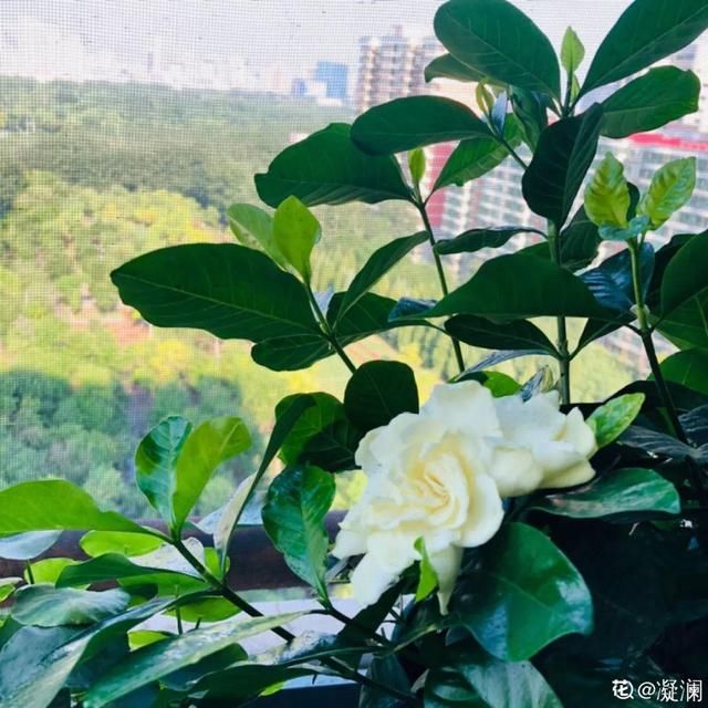 放在光照好的地方多■20种花，春天最爱疯长，爬满墙、爆开花，疯狂刹不住闸！