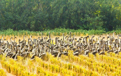 农村禁养全面开展，早做准备