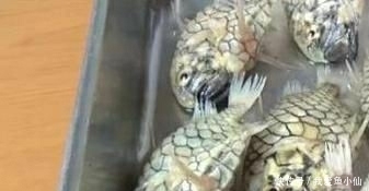 属实■世界上钻石级硬度的鱼,刀崩了鱼都没事?属实硬!