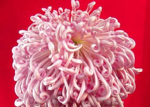 沃勒顿老庄:喜欢菊花,就养盆“珍稀名菊”盘龙出海,似祥龙出海,活泼可爱