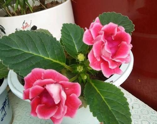  扦插：此种花1次种植，年年有花赏，跟着学扦插，做好3点阳台变花园