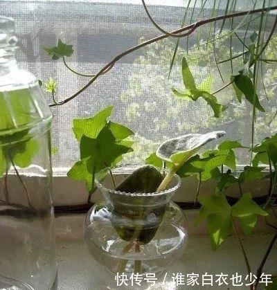 水培|水培的植物应该如何施肥,有什么需要注意的地方?